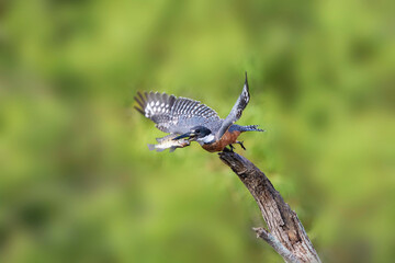 Ringed Kingfisher (Megaceryle torquata) male