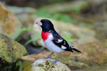 Fototapeta premium Rose-breasted Grosbeak (Pheucticus ludovicianus) perched