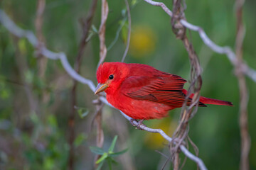 Summer Tanager (Piranga rubra) in spring migration