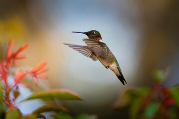 Ruby-throated Hummingbird (Archilochus colubris) flying
