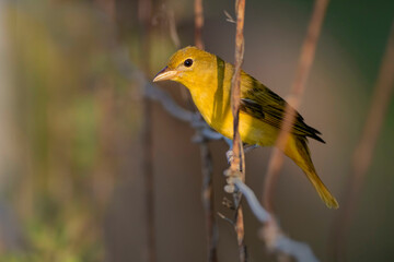 Summer Tanager (Piranga rubra) in spring migration