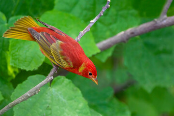 Summer Tanager (Piranga rubra) in spring migration