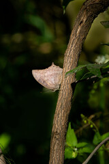 Tropical Leafwing (Anaea aidea) resting on tree trunk