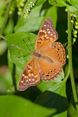 Tawny Emperor (Asterocampa clyton) sunning