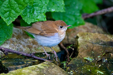 Veery (Catharus fuscescens) foraging for invertebrates