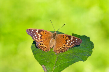 Tawny Emperor (Asterocampa clyton) sunning