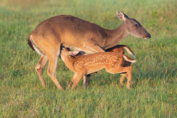 White-tailed Deer (Odocoileus virginianus) female with young