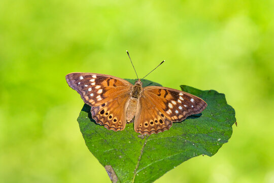 Tawny Emperor (Asterocampa Clyton) Sunning