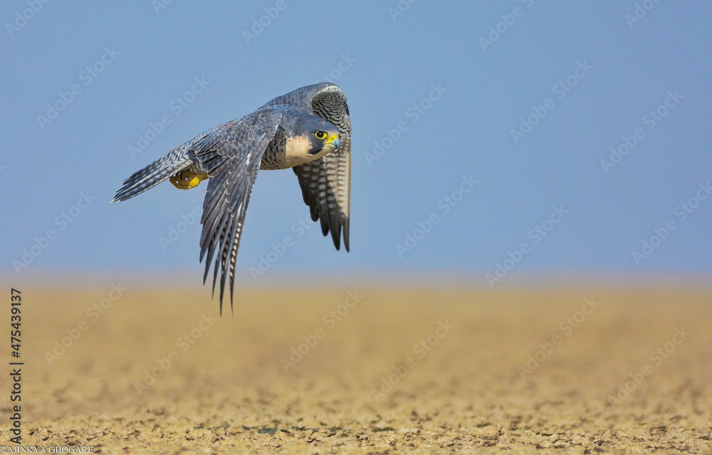 Sticker shallow focus of kestrel bird flying ower the dry field - wildlife