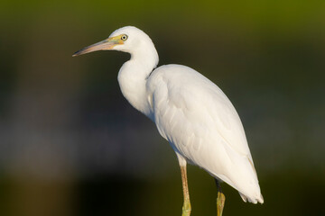 Little Blue Heron (Egretta caerulea) immature fishing in wetland Marion County, Illinois.