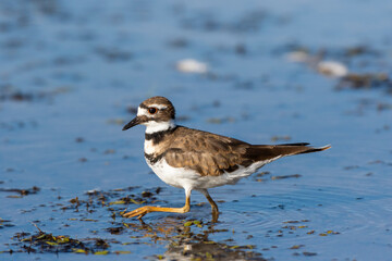 Killdeer (Charadrius vociferus) feeding in wetland Marion County, Illinois.