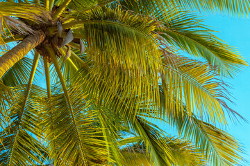 Looking up at tropical Palm Tree