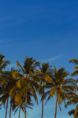 Fototapeta na wymiar Palm Tree Background with Blue Sky