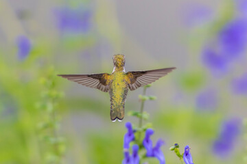 Ruby-throated Hummingbird (Archilochus colubris) at Blue Ensign Salvia (Salvia guaranitica) Marion County, Illinois.