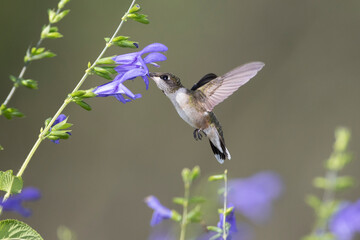 Ruby-throated Hummingbird (Archilochus colubris) at Blue Ensign Salvia (Salvia guaranitica) Marion County, Illinois.
