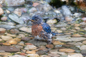 Eastern Bluebird (Sialia sialis) male bathing Marion County, Illinois.