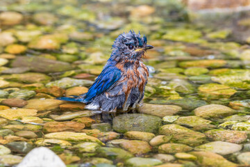Eastern Bluebird (Sialia sialis) male bathing Marion County, Illinois.