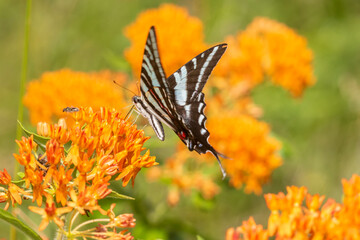 Zebra Swallowtail (Protographium marcellus) on Butterfly Milkweed (Asclepias tuberosa) Marion County, Illinois.