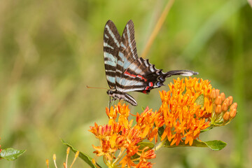 Zebra Swallowtail (Protographium marcellus) on Butterfly Milkweed (Asclepias tuberosa) Marion County, Illinois.