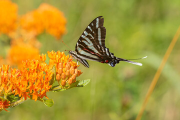 Zebra Swallowtail (Protographium marcellus) on Butterfly Milkweed (Asclepias tuberosa) Marion County, Illinois.