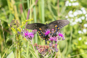 Spicebush Swallowtail (Papilio troilus) on Missouri Ironweed (Vernonia missurica) Marion County, Illinois.