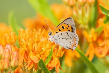 American Copper (Lycaena phlaeas) on Butterfly Milkweed (Asclepias tuberosa) Lawrence County, Illinois.