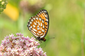 Regal Fritillary (Speyeria idalia) female on Common Milkweed (Asclepias syriaca) Sand Prairie, Scrub Oak Nature Preserve Mason County, Illinois.