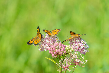 Pearl Crescents (Phyciodes tharos) on Swamp Milkweed (Asclepias incarnata) Marion County, Illinois.