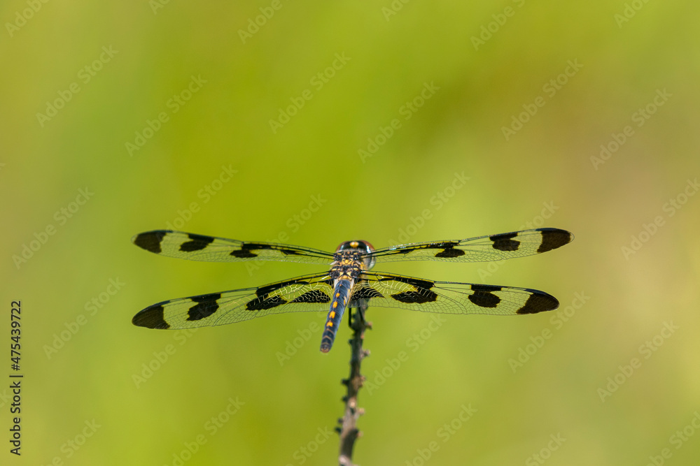 Sticker Banded Pennant (Celithemis fasciata) male Marion County, Illinois.