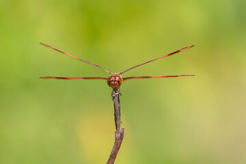 Halloween Pennant (Celithemis eponina) male Marion County, Illinois.