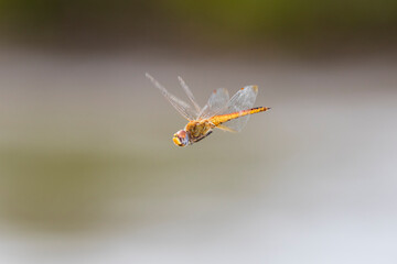 Wandering Glider (Pantala flavescens) in flight Marion County, Illinois.