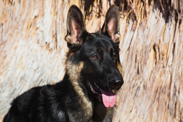 German Shepherd in the Coachella Valley, California