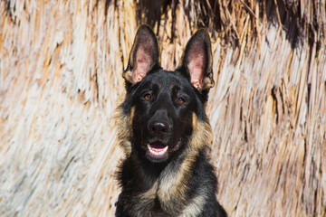 German Shepherd in the Coachella Valley, California