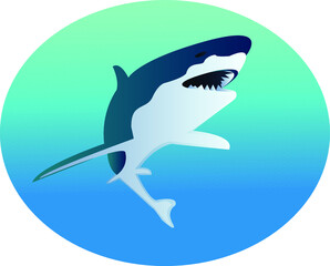 Obraz premium Beautiful Shark in the Ocean