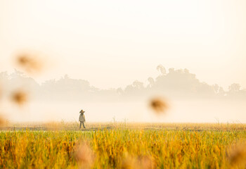 View of far away scarecrow in rice field, countryside Chiangmai province Thailand