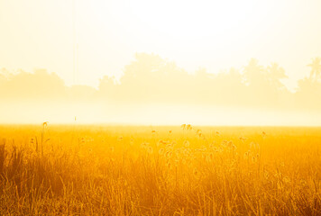 View of grasses in the field,  countryside Chiangmai province  Thailand