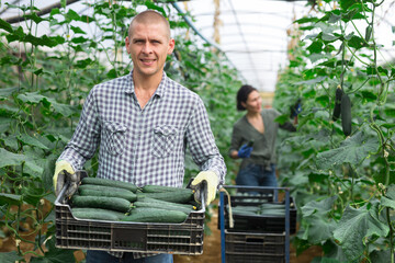 Man and woman harvesting cucumbers in large orchard © JackF