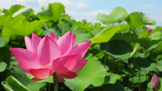 Blooming Lotus flower-2（lotus root）in the garden