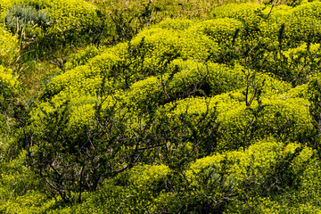 Fototapeta premium Yellow gold moss sedum ground cover, Torres del Paine National Park, Patagonia, Chile