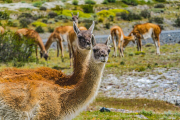 Guanacos wild lamas eating Salt, Atacama Salt Flats, Torres del Paine National Park, Patagonia, Chile