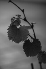 Malbec argentino © Daniel