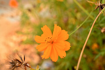 orange flower in autumn