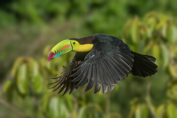 Costa Rica. Keel-billed toucan in flight.