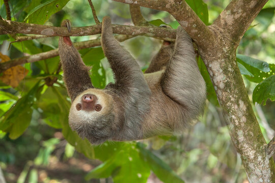 Costa Rica. Two-toed sloth hangs upside down in tree.