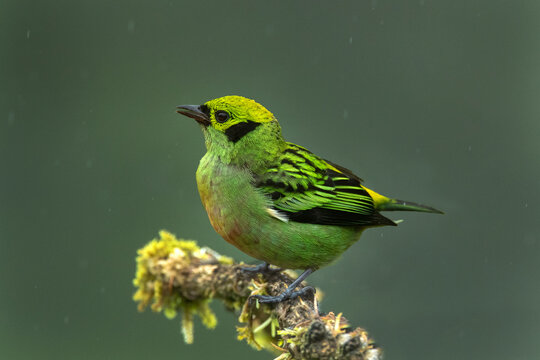 Costa Rica. Emerald tanager bird close-up.