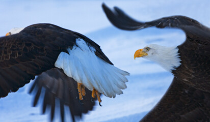 Bald Eagles (Haliaeetus leucocephalus) flying, Alaska, US