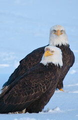 Bald Eagle, Homer, Alaska, USA