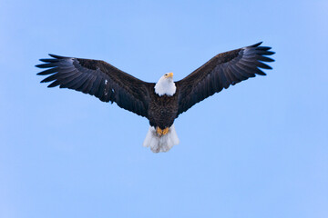 Fototapeta na wymiar Bald Eagle, Homer, Alaska, USA