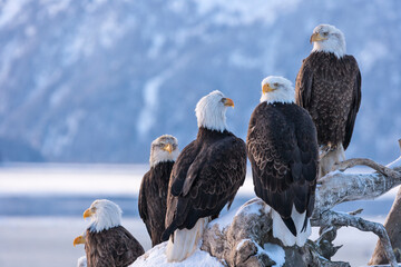 Bald Eagle, Homer, Alaska, USA