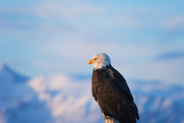 Bald Eagle, Homer, Alaska, USA